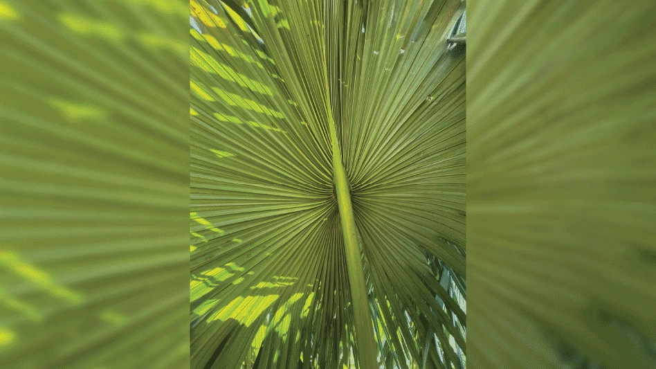 Large green leaves of a suicide palm.