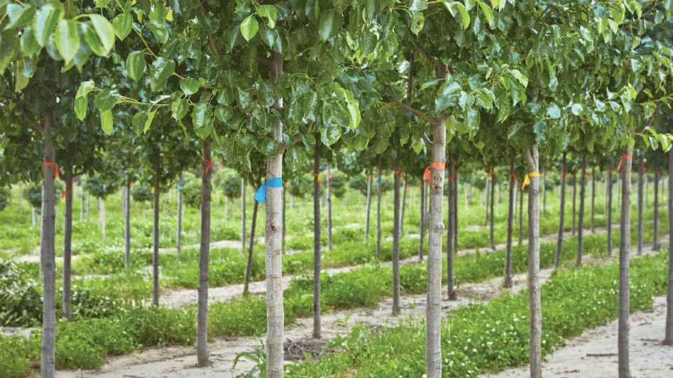 Trees growing in a row at a nursery.