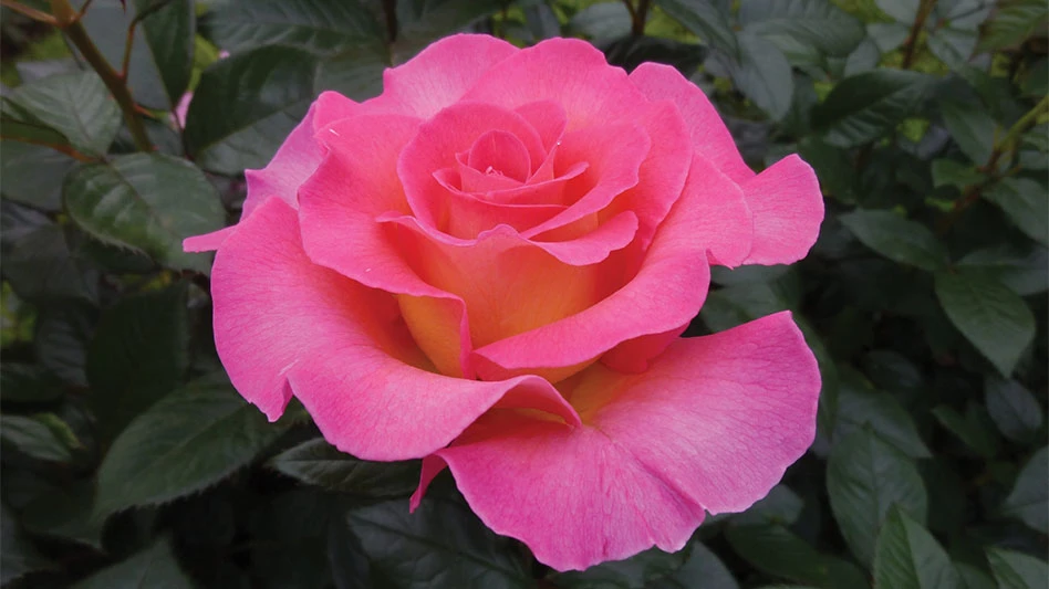 A pink rose