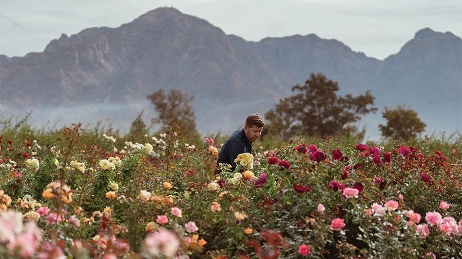 A man walking through a field of roses.